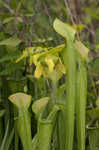 Green pitcherplant